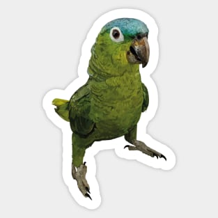 blue-crowned parrot Sticker